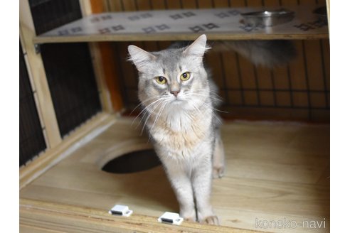 成約済の大阪府のソマリ-104083の4枚目